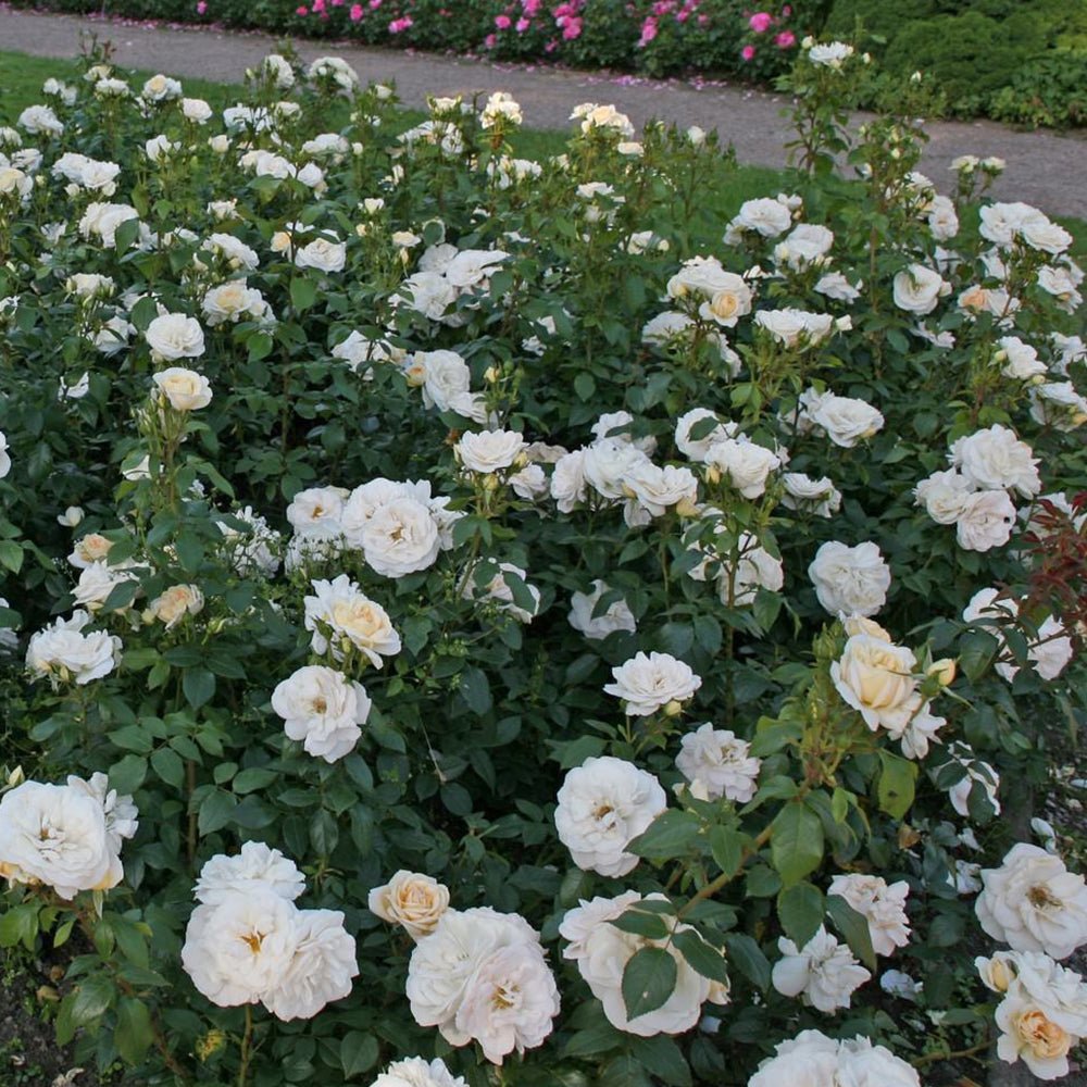 Trandafir Pomisor alb-cais Lions-Rose, inflorire repetata