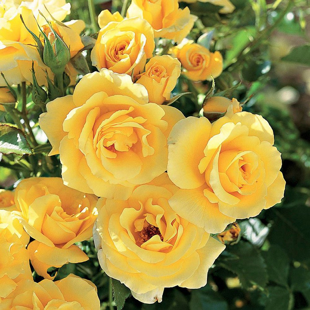 Trandafir Pomisor galben Royal Yellow, inflorire repetata