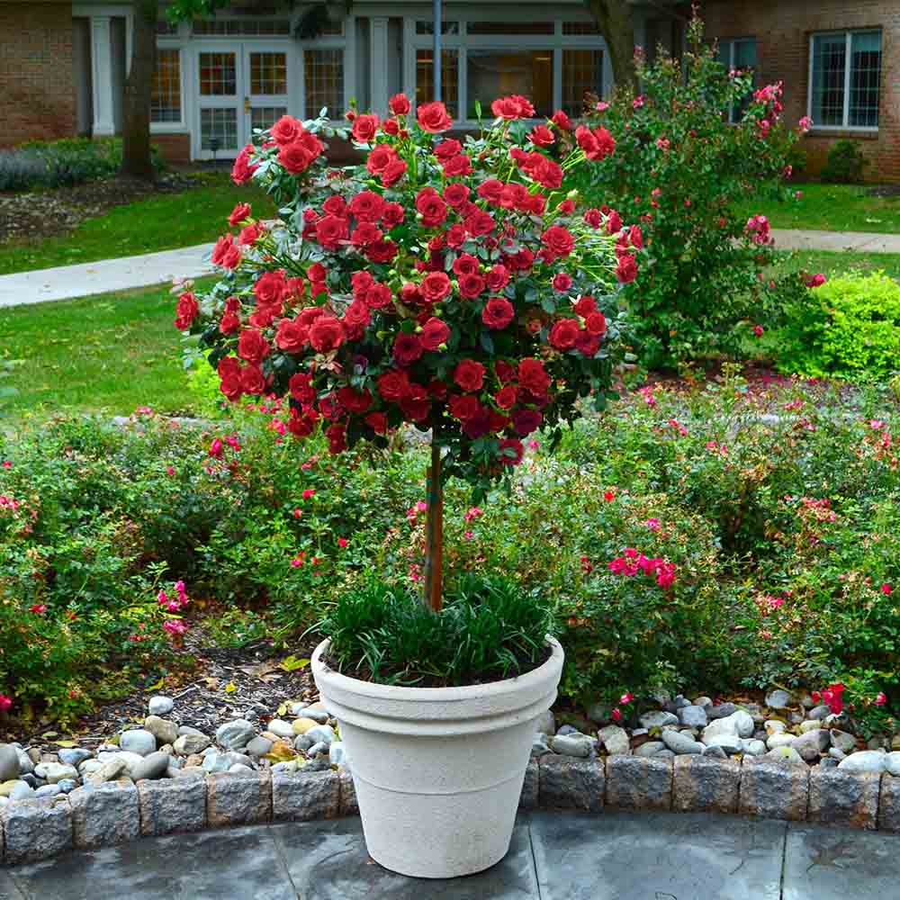 Trandafir Pomisor rosu Red Romanza, parfum intens