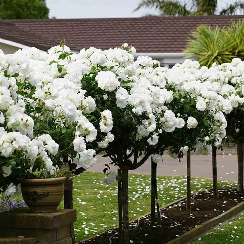 Trandafir Pomisor alb Sirius, inflorire repetata