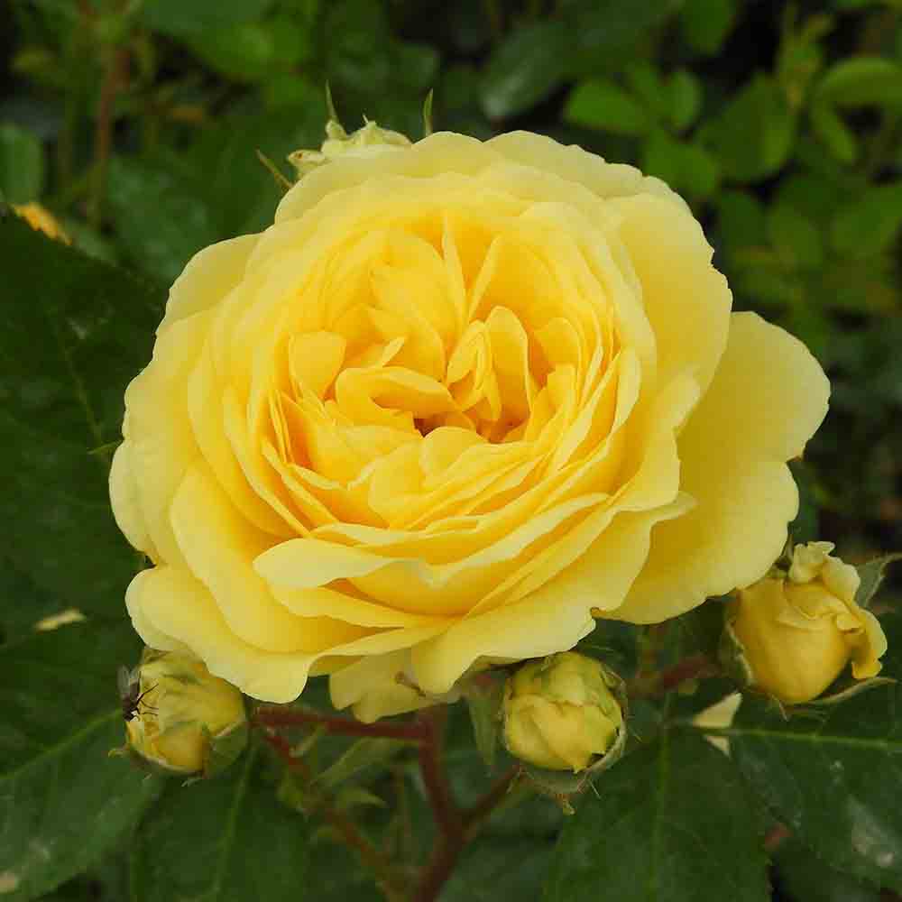 Trandafir Pomisor galben Yellow Meilove, parfum puternic