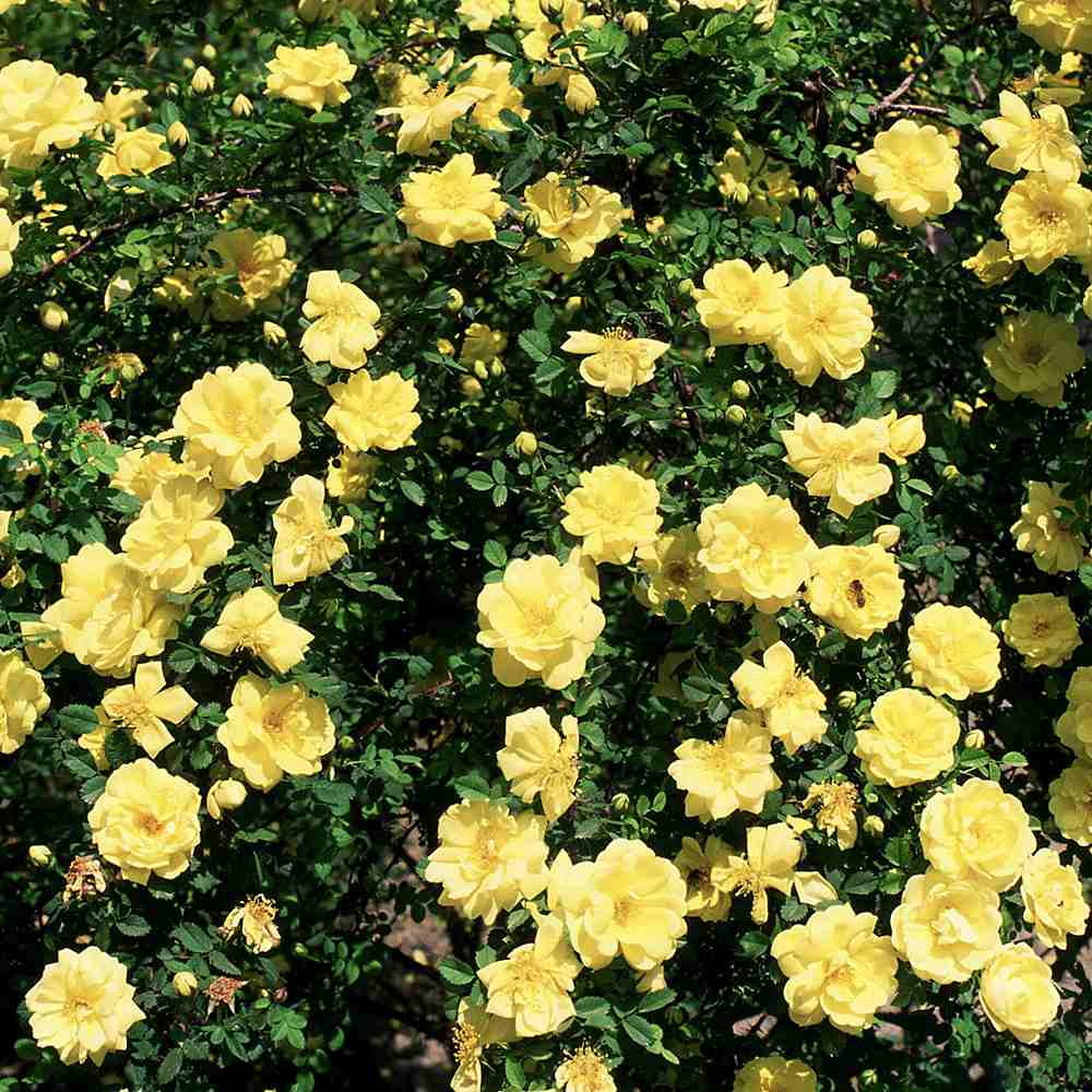Trandafir tarator Galben Yellow Fairy, inflorire repetata