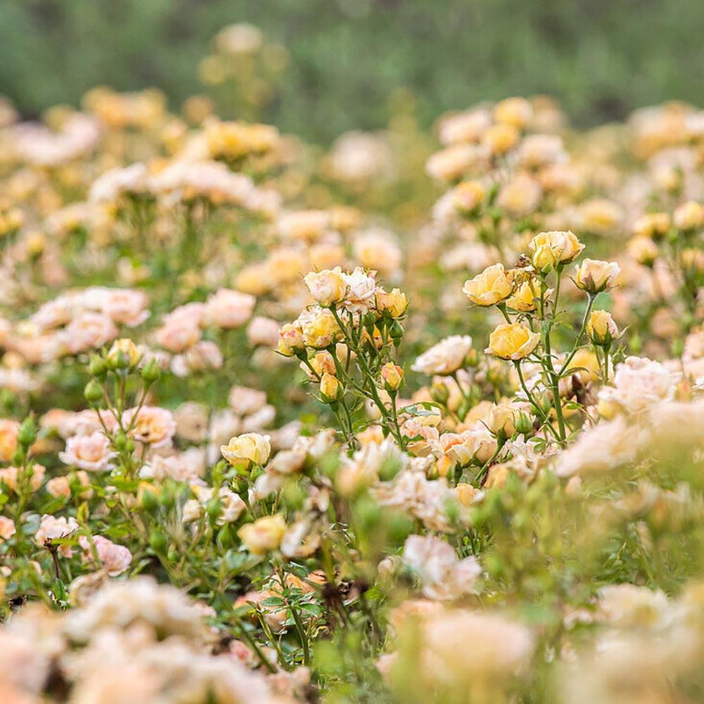 Trandafir tarator Galben Yellow Fairy, inflorire repetata