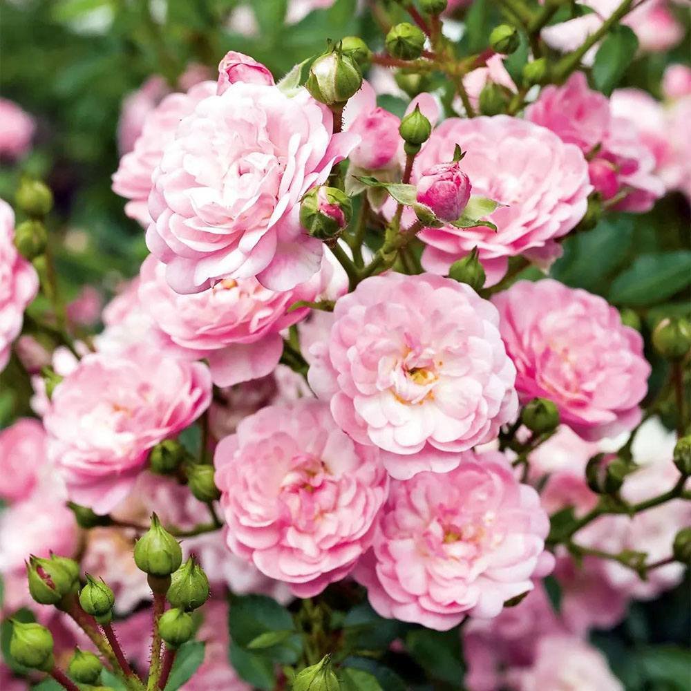 Trandafir tarator roz The Fairy, inflorire repetata