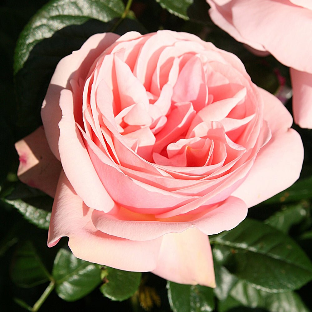 Trandafir Teahibrid roz-portelan Aphrodite, inflorire repetata
