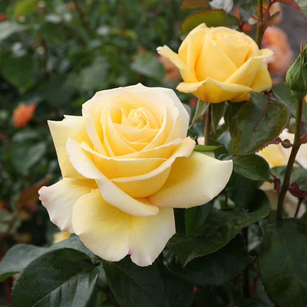 Trandafir Teahibrid galben-deschis Avec Amour, inflorire repetata