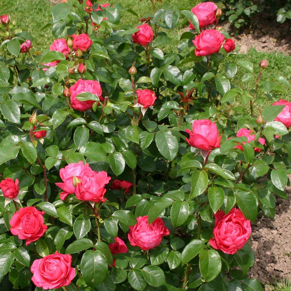 Trandafir Teahibrid roz-ciresat Cherry Lady, inflorire repetata