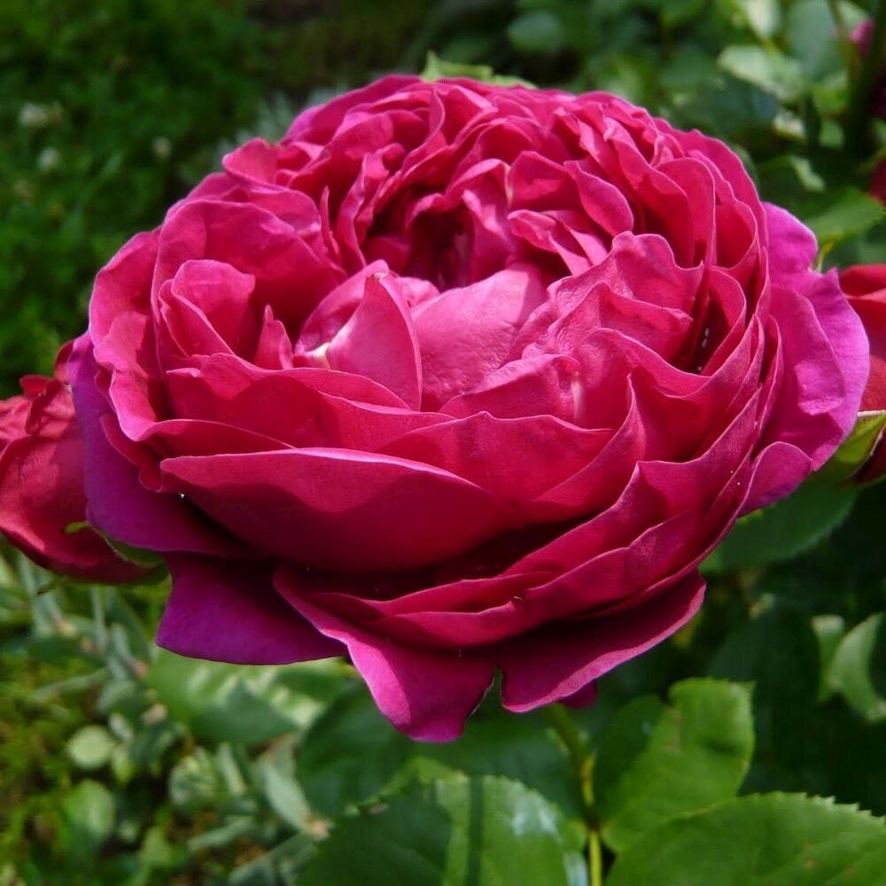 Trandafir Teahibrid purpuriu Ascot, inflorire repetata
