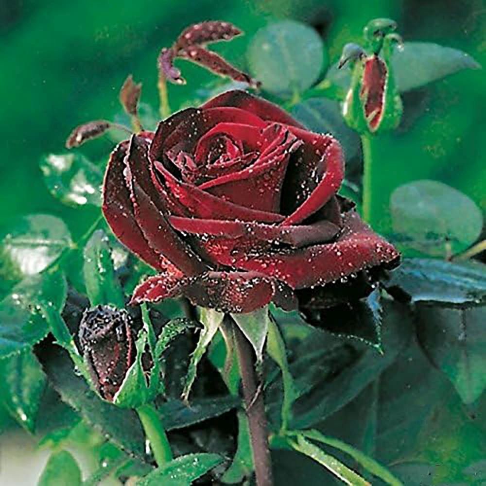 Trandafir Teahibrid rosu-inchis Barkarole, cu parfum intens