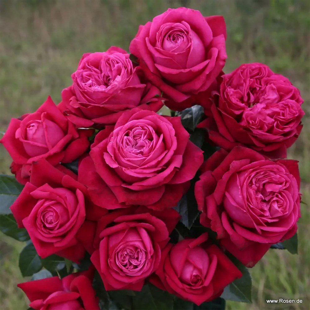 Trandafir teahibrid rosu-rubiniu Ruby Kiss, inflorire repetata