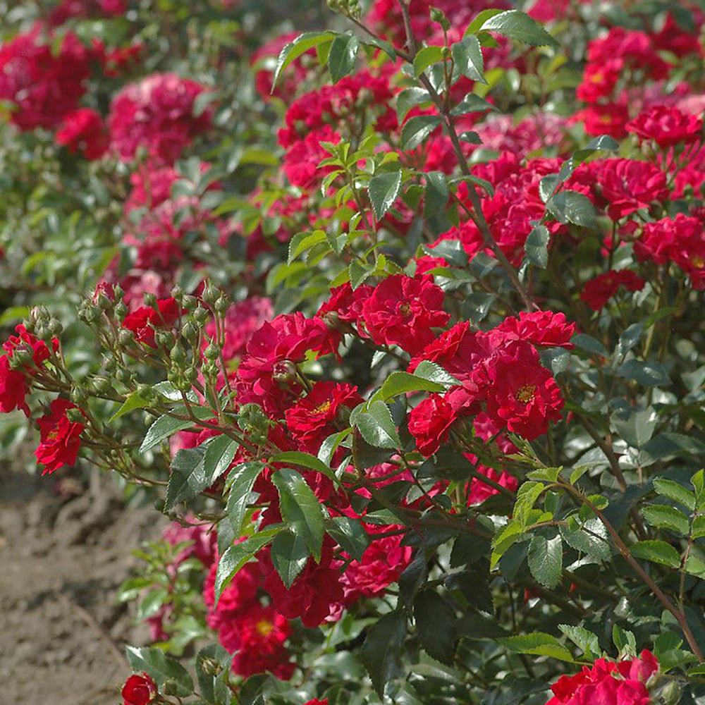 Trandafir tarator rosu The Fairy King, inflorire repetata