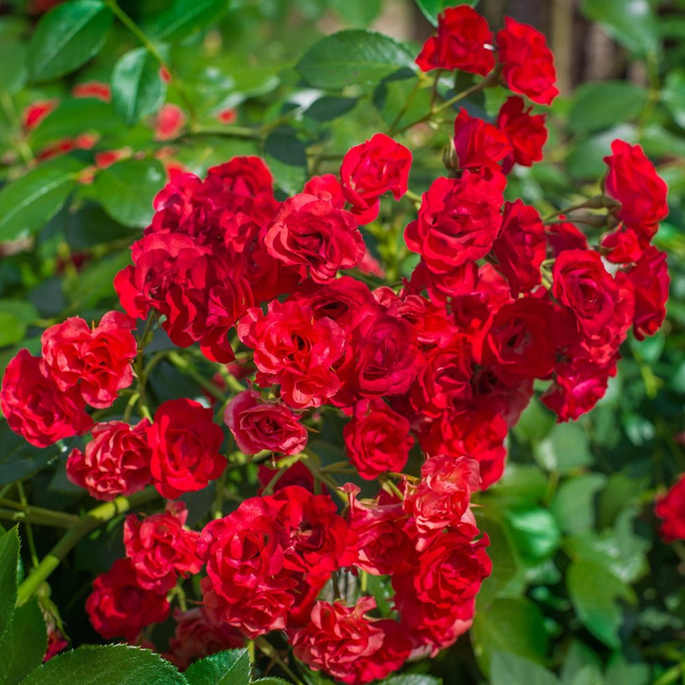 Trandafir tarator rosu The Fairy King, inflorire repetata