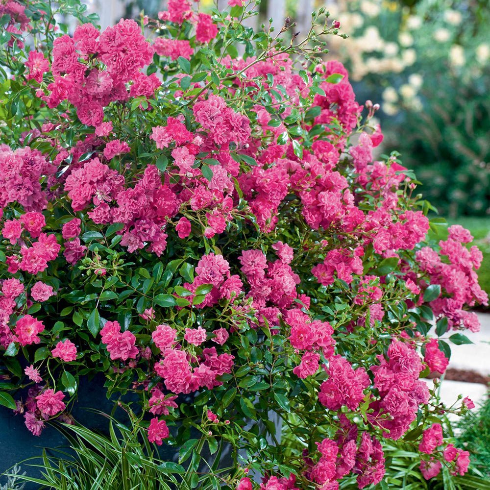 Trandafir tarator roz-magenta The Lovely Fairy, inflorire repetata