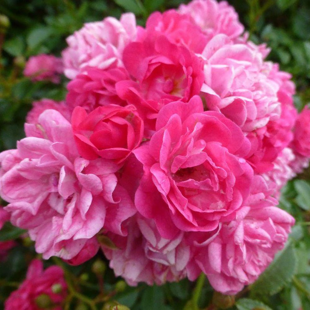Trandafir Pomisor roz-magenta The Lovely Fairy, inflorire repetata
