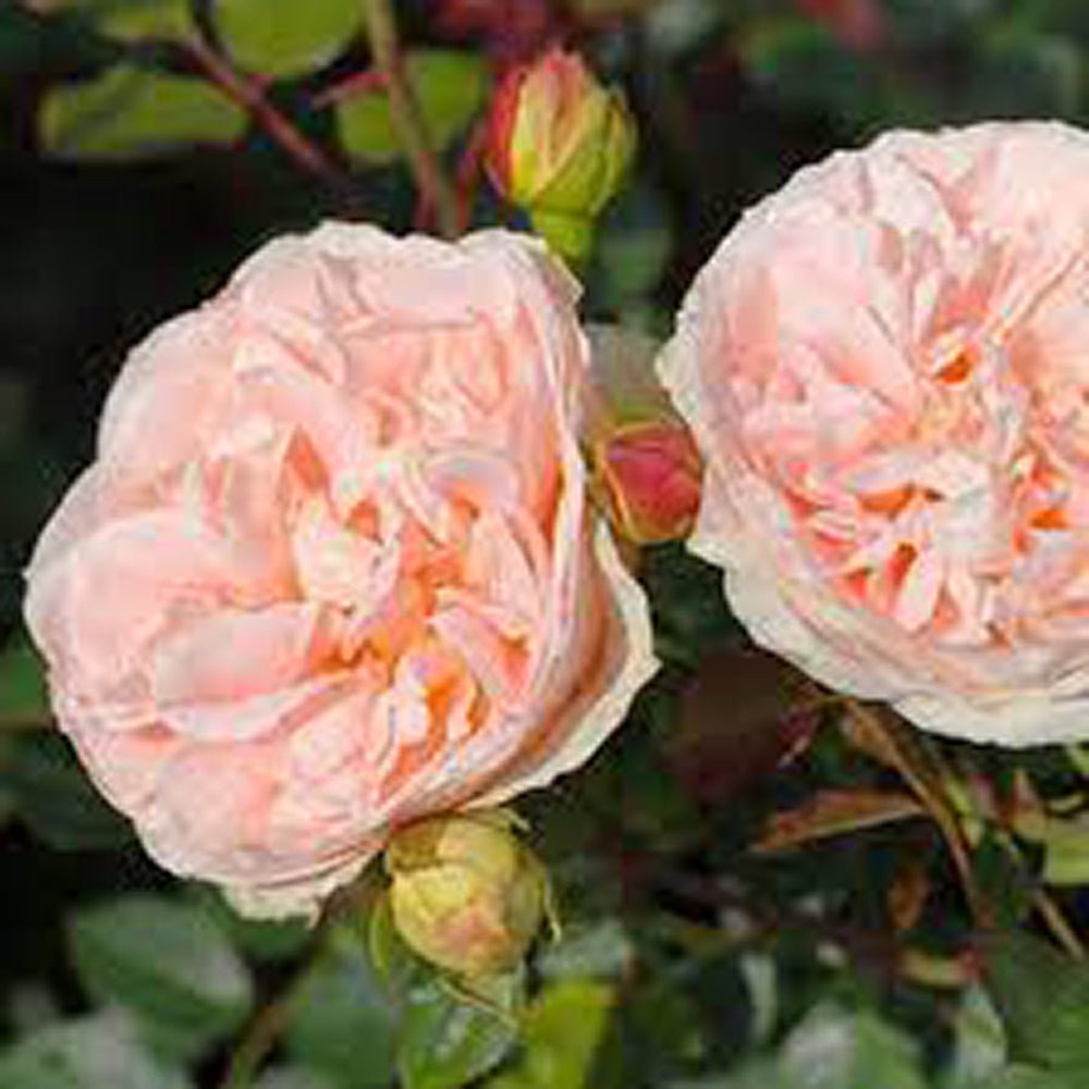 Trandafir Tufa crem-piersica Matthias Claudius Rose, parfum intens