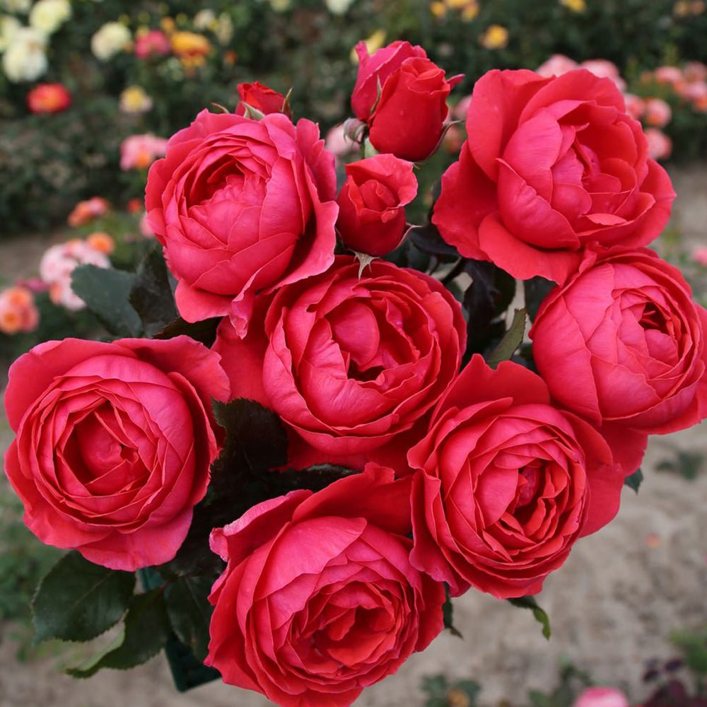 Trandafir Tufa roz-rosiatic Gartenprinzessin Marie-Jose, parfum intens