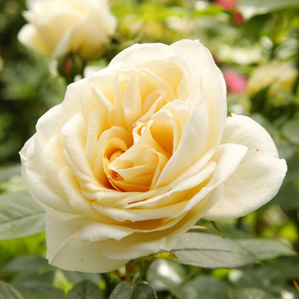 Trandafir Tufa alb-crem cais Lions-Rose,inflorire repetata