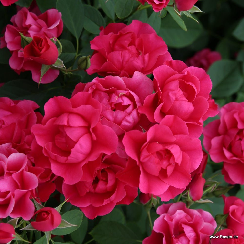 Trandafir Tufa roz-inchis Pink Forest Rose, inflorire repetata