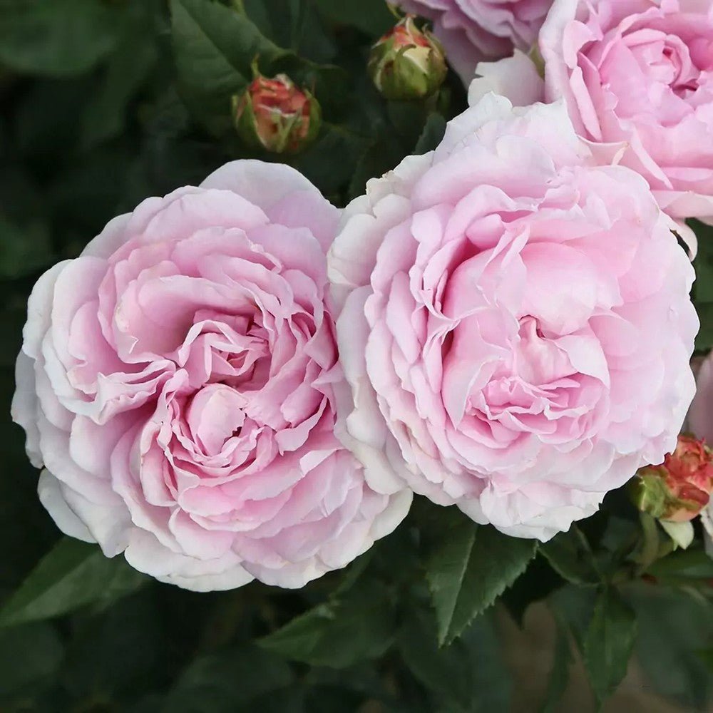 Trandafir Tufa roz-aprins Rosengraefin Marie Henriette, parfum intens