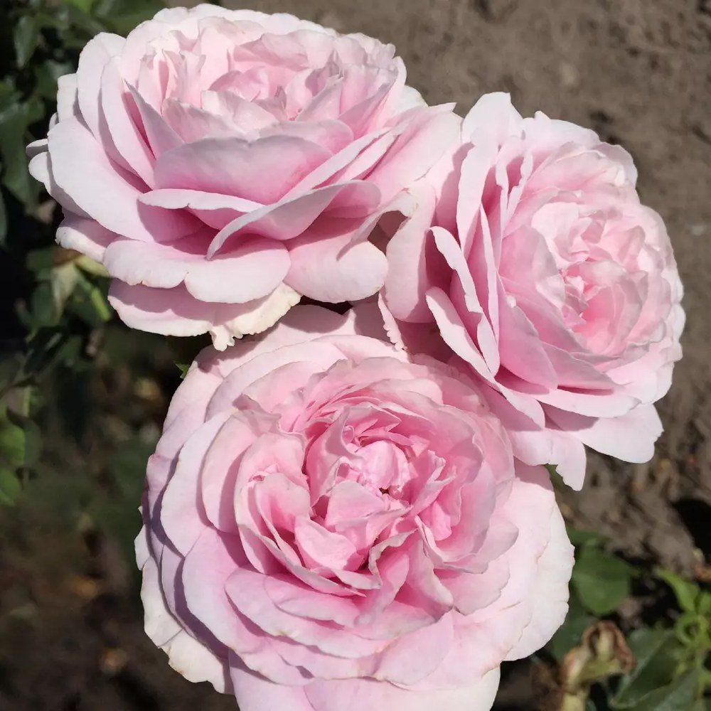 Trandafir Tufa roz-aprins Rosengraefin Marie Henriette, parfum intens