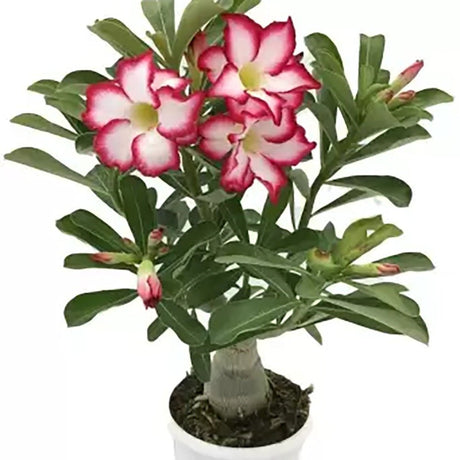 Пустинна роза (Adenium obesum)