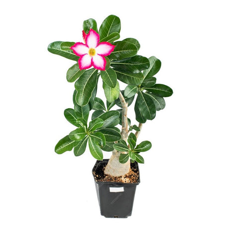 Пустинна роза (Adenium obesum)