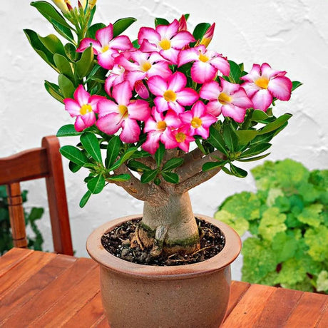 Пустинна роза (Adenium obesum) Anouk