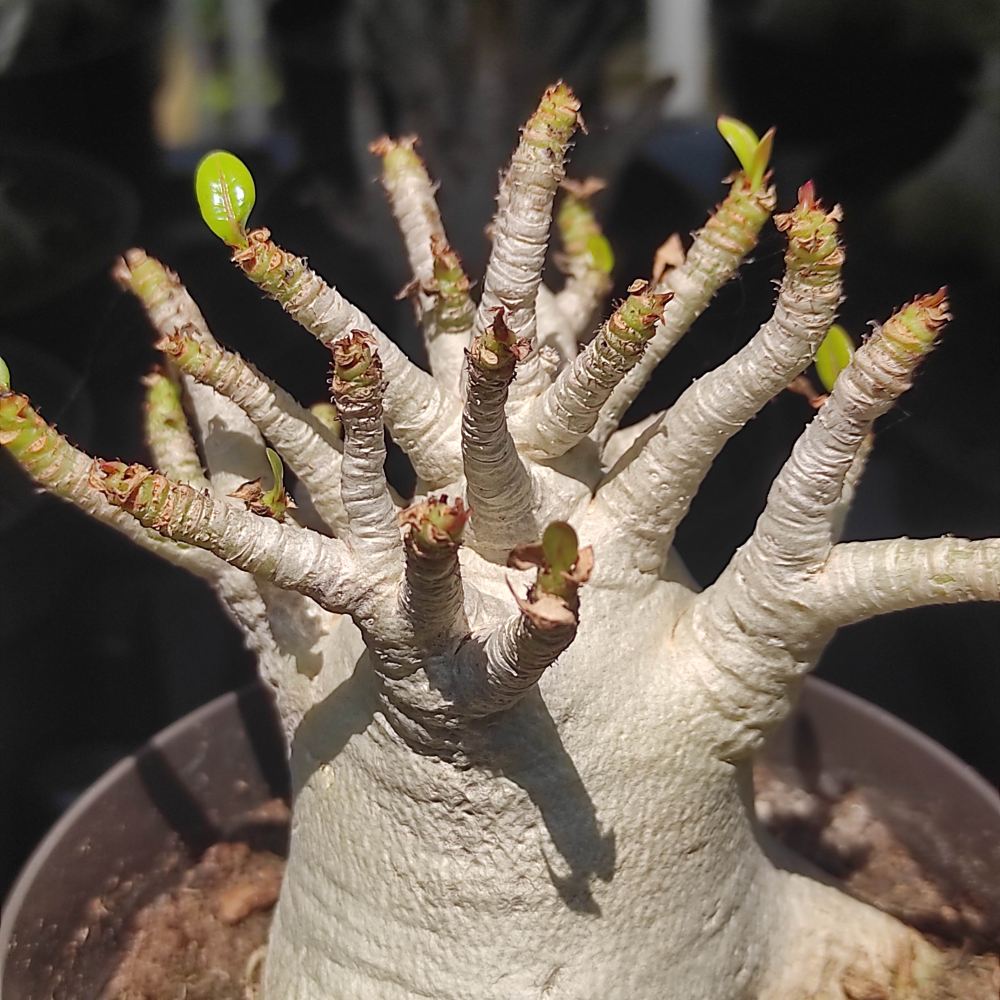 Trandafirul desertului Baobab Bonsai (Adenium Ansu Baobab)