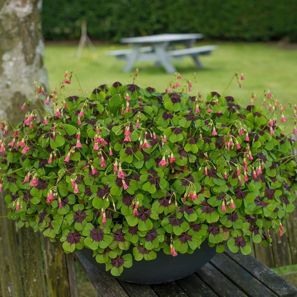 Trifoi Nobil Iron Cross (Oxalis triangularis)