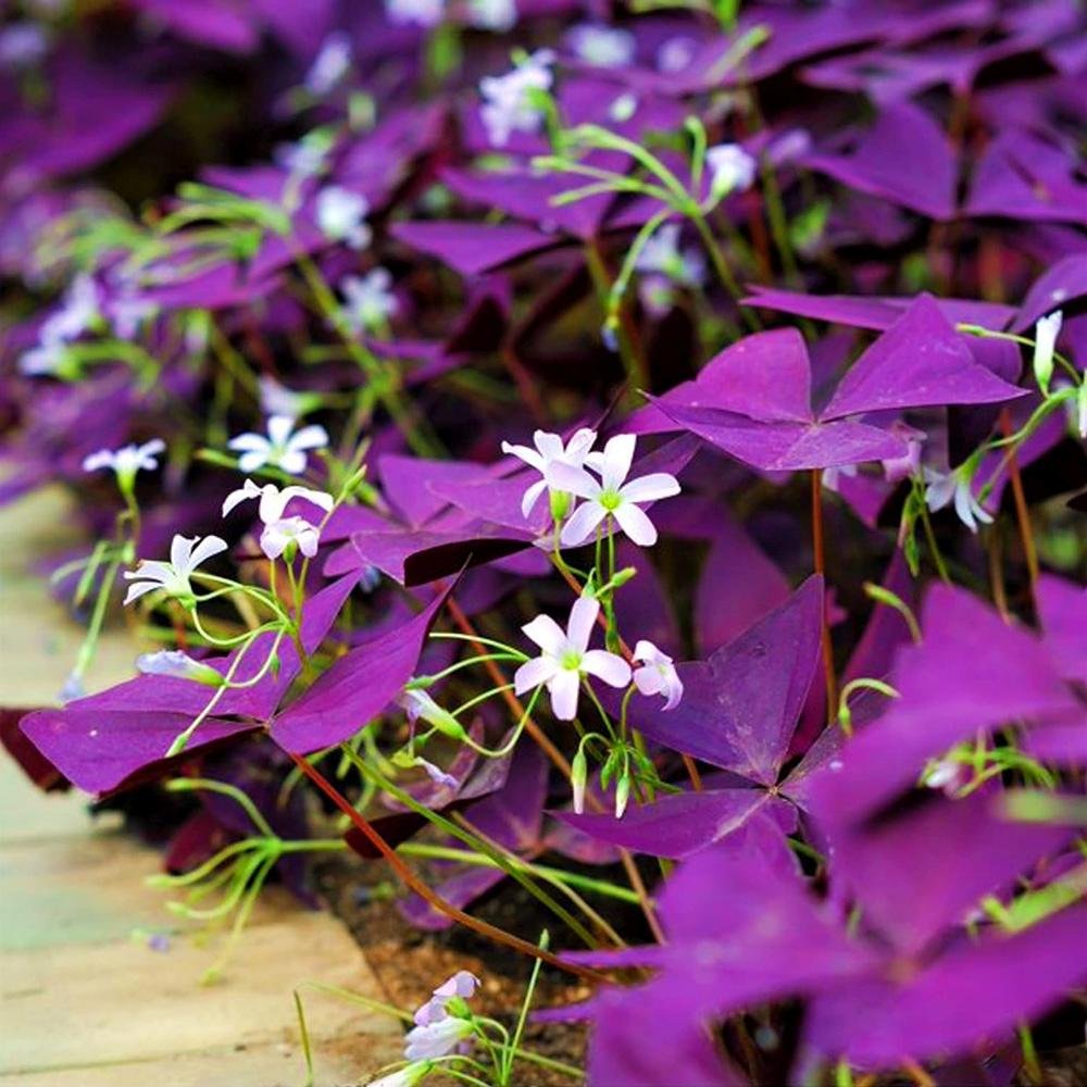Trifoi Nobil Purpuriu (Oxalis triangularis)