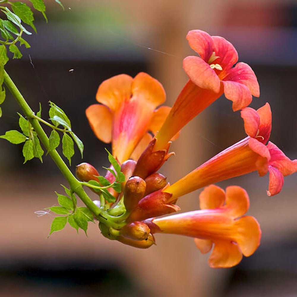 Trompeta Cataratoare, Luleaua turcului Radicans Stromboli, cu flori rosii