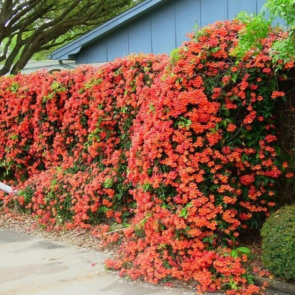 Trompeta Cataratoare, Luleaua turcului Radicans Stromboli, cu flori rosii