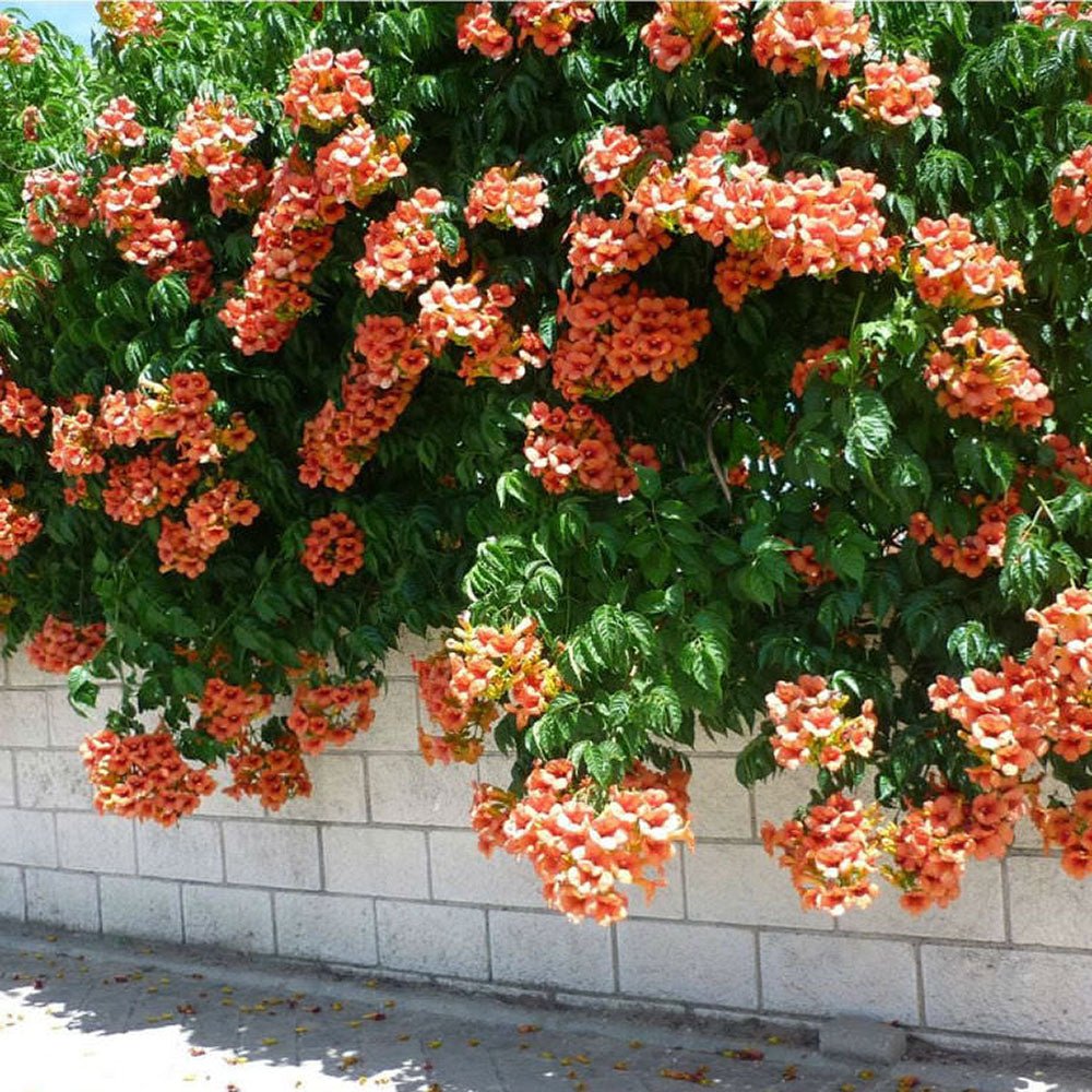 Trompeta Cataratoare, Luleaua turcului Radicans Stromboli, cu flori rosii