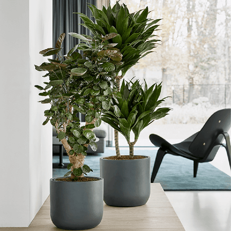 Сандък на щастието (Драцена) Компакт - 80см