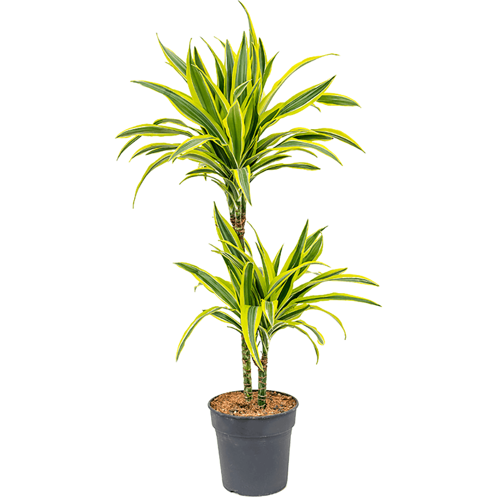 Trunchiul Fericirii (Dracena) Lemon Lime - 80-90 cm