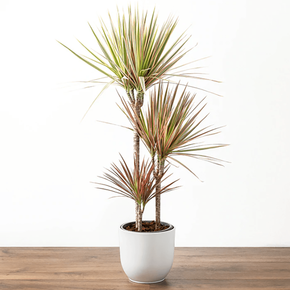 Trunchiul Fericirii (Dracena) Bicolor, Tulpini Multiple - 120 cm