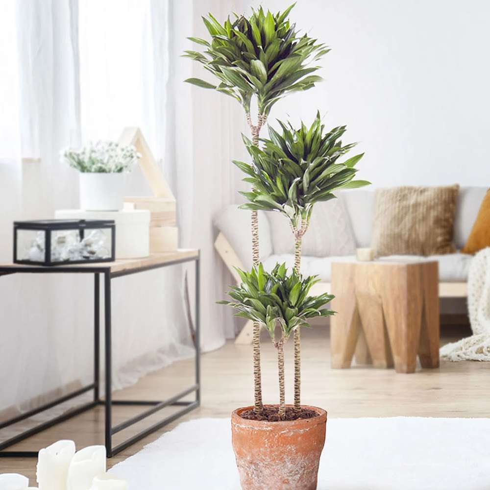 Trunchiul Fericirii (Dracena) Fragrans Golden Coast - 90 cm