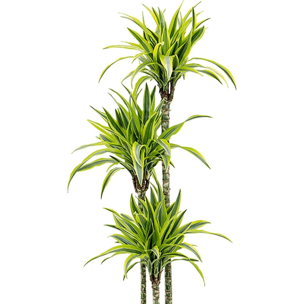 Trunchiul Fericirii (Dracena) Lemon Lime, Tulpini Multiple - 110 cm