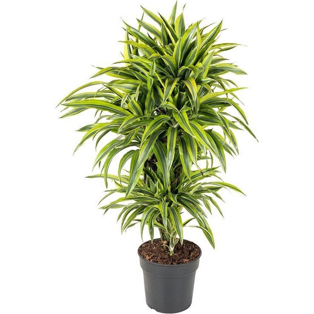 Trunchiul Fericirii (Dracena) Lemon Lime - 140 cm