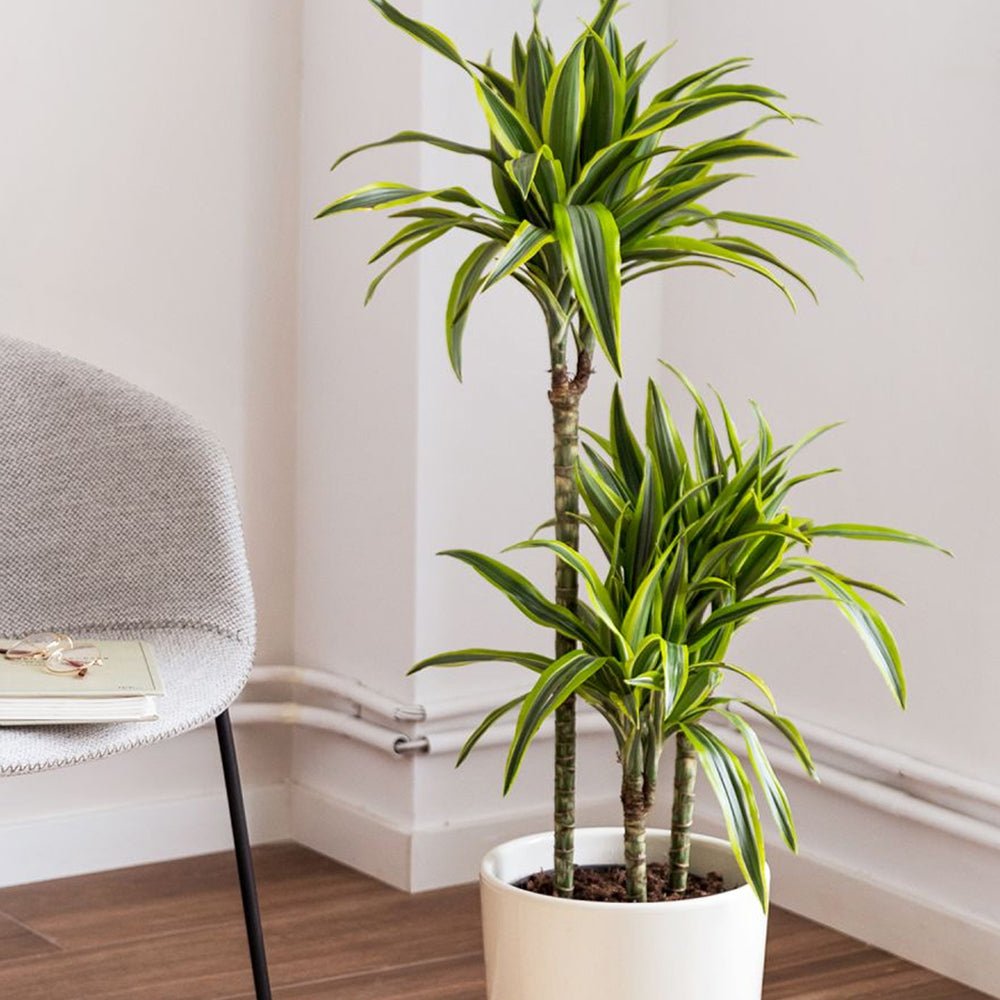 Trunchiul Fericirii (Dracena) Lemon Lime - 80-90 cm