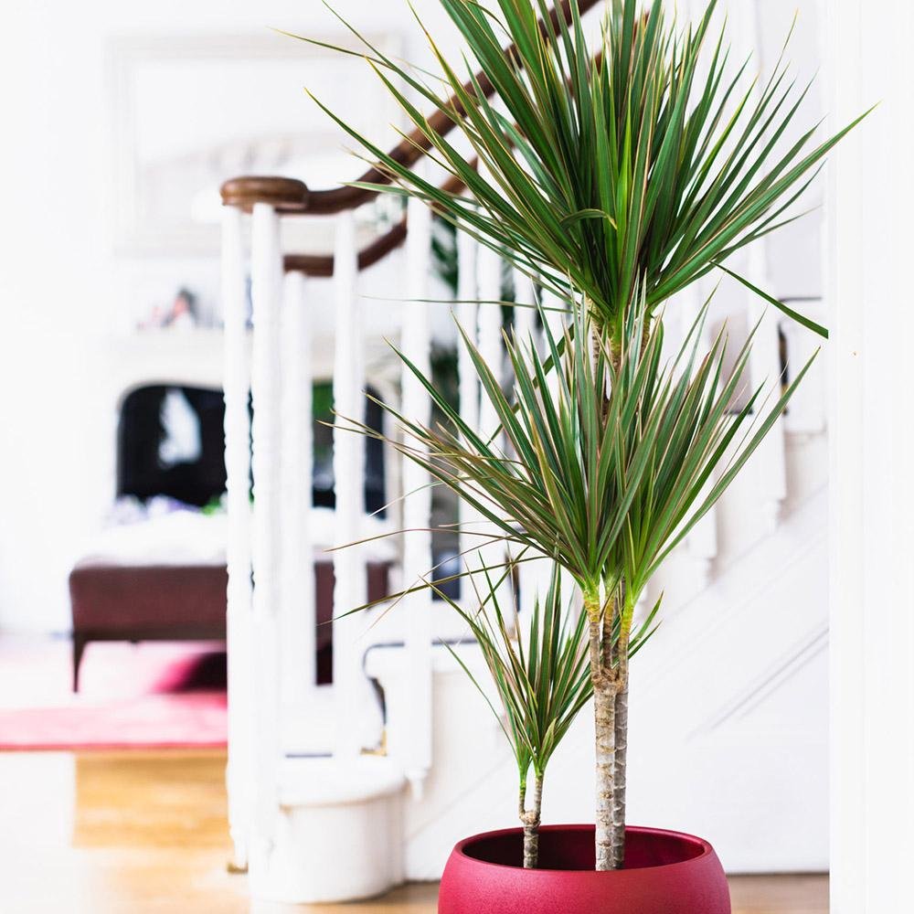 Trunchiul Fericirii (Dracena) Marginata - 160 cm