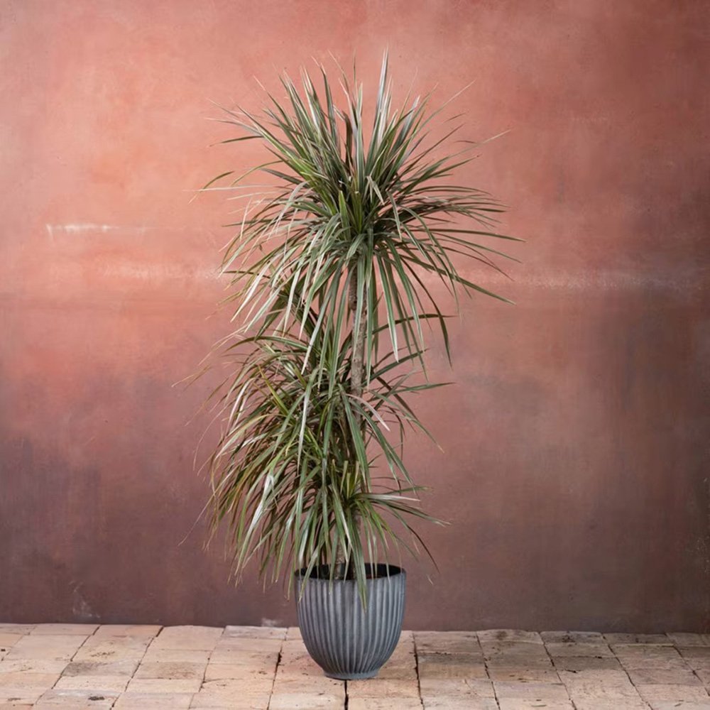 Trunchiul Fericirii (Dracena) Marginata, 4 Tulpini - 150 cm