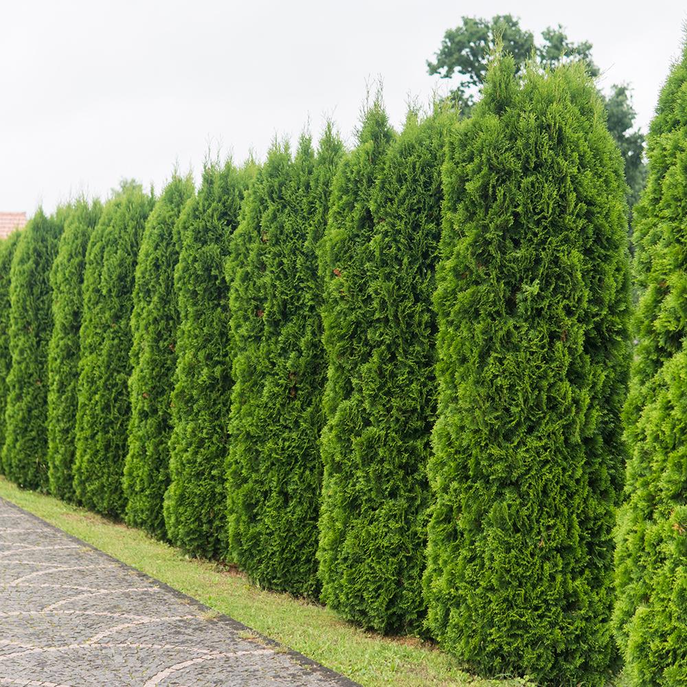 Tuia Occidentalis Emerald, вечнозелен жив плет