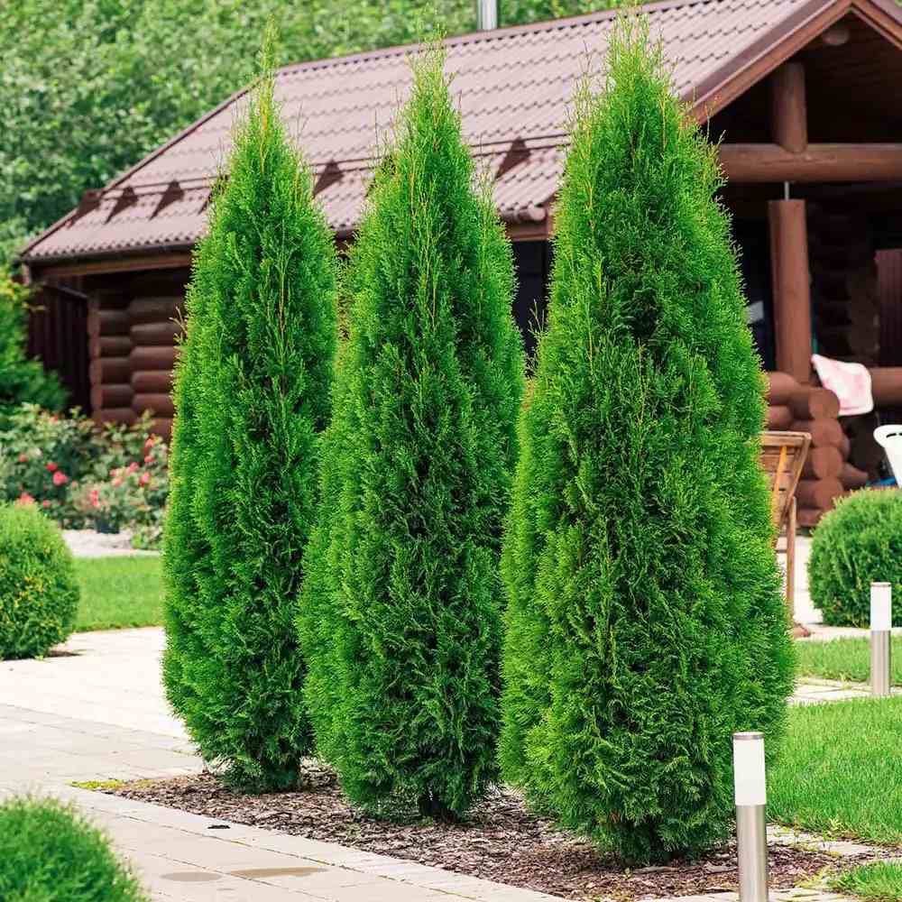 Tuia Occidentalis Smarald, gard viu vesnic verde, forma conica naturala, bariera impotriva vantului