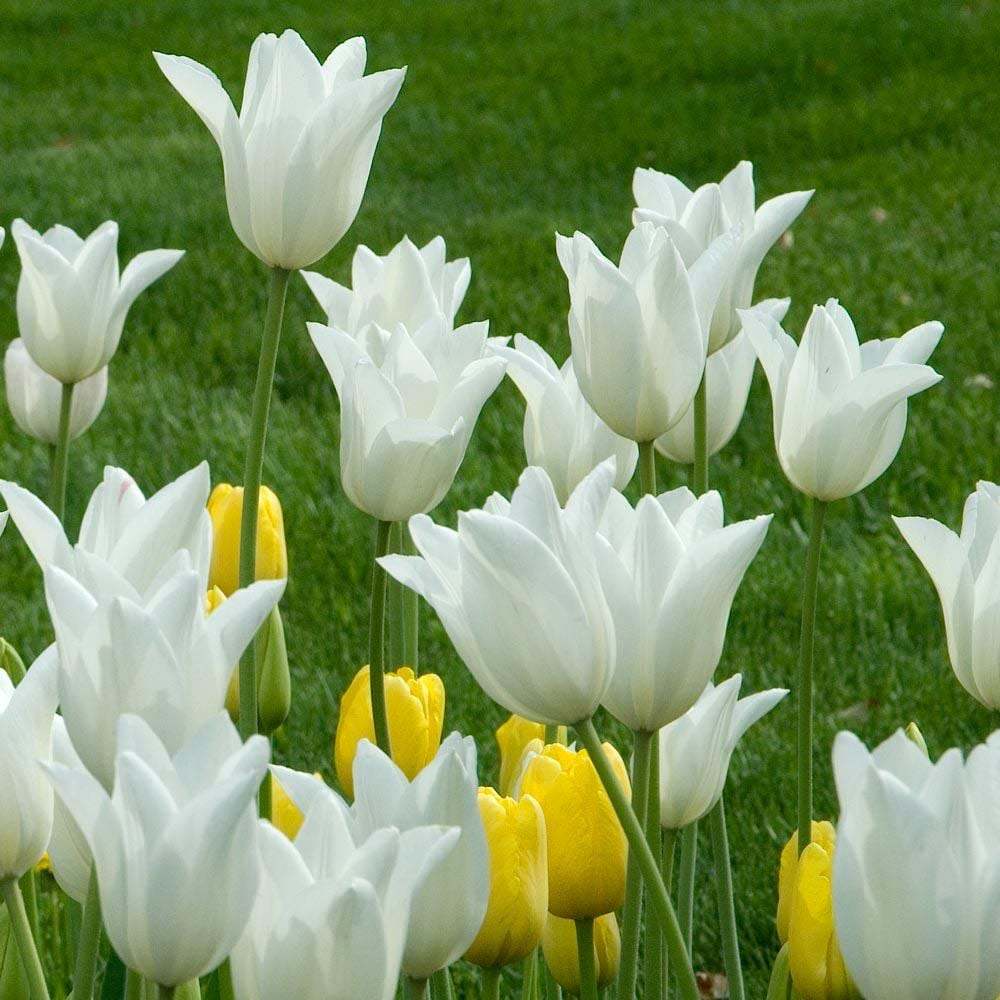 Bulbi Lalele Triumph White, set de 5 buc cu flori albe, inflorire aprilie, rezistent la frig
