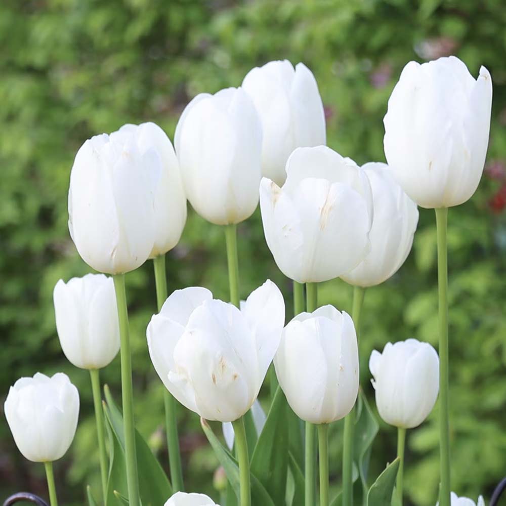 Bulbi Lalele Triumph White, set de 5 buc cu flori albe, inflorire aprilie, rezistent la frig