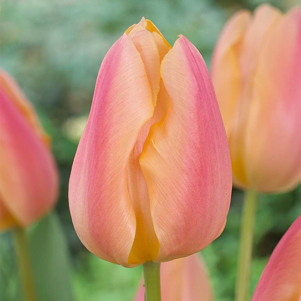 Bulbi Lalele Apricot Favourite, set de 7 buc cu flori roz-piersic, inflorire aprilie, crestere rapida