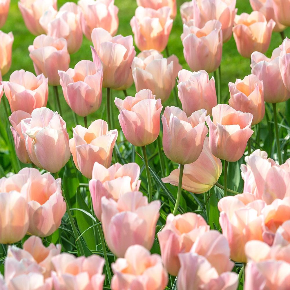 Bulbi Lalele Apricot Favourite, set de 7 buc cu flori roz-piersic, inflorire aprilie, crestere rapida