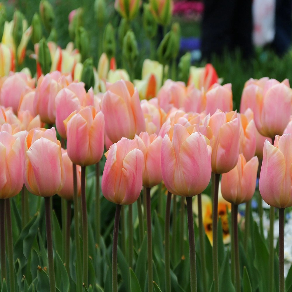 Bulbi Lalele Apricot Favourite, set de 7 buc cu flori roz-piersic, inflorire aprilie, crestere rapida