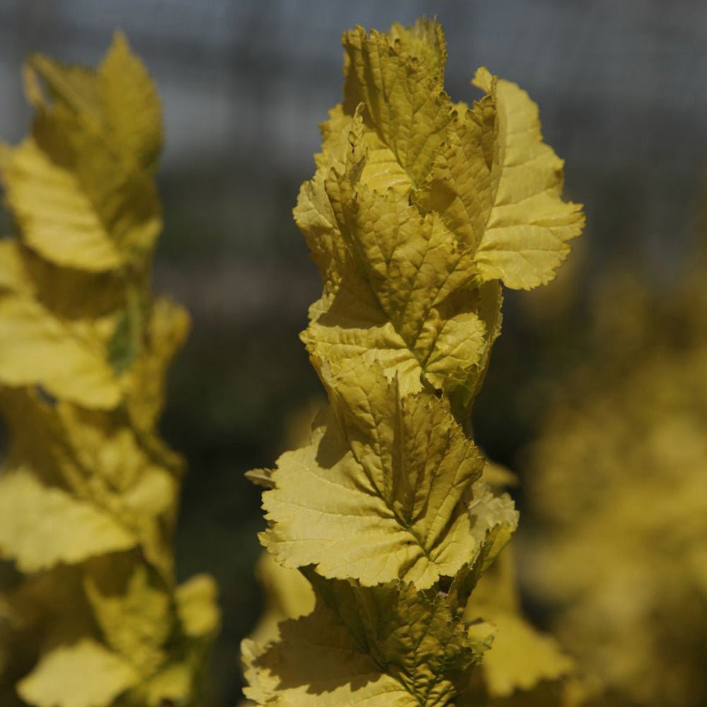 Ulm Olandez auriu (Ulmus Hollandica Wredei)